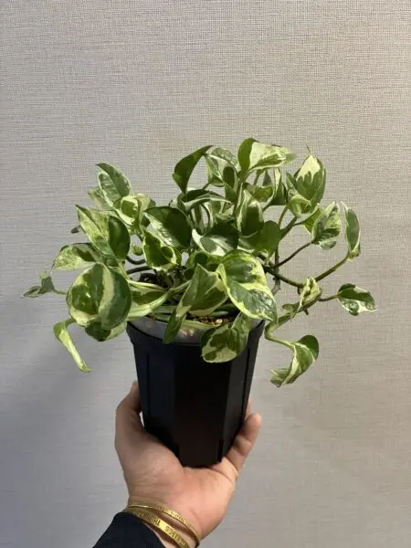 ポトス　エメラルド