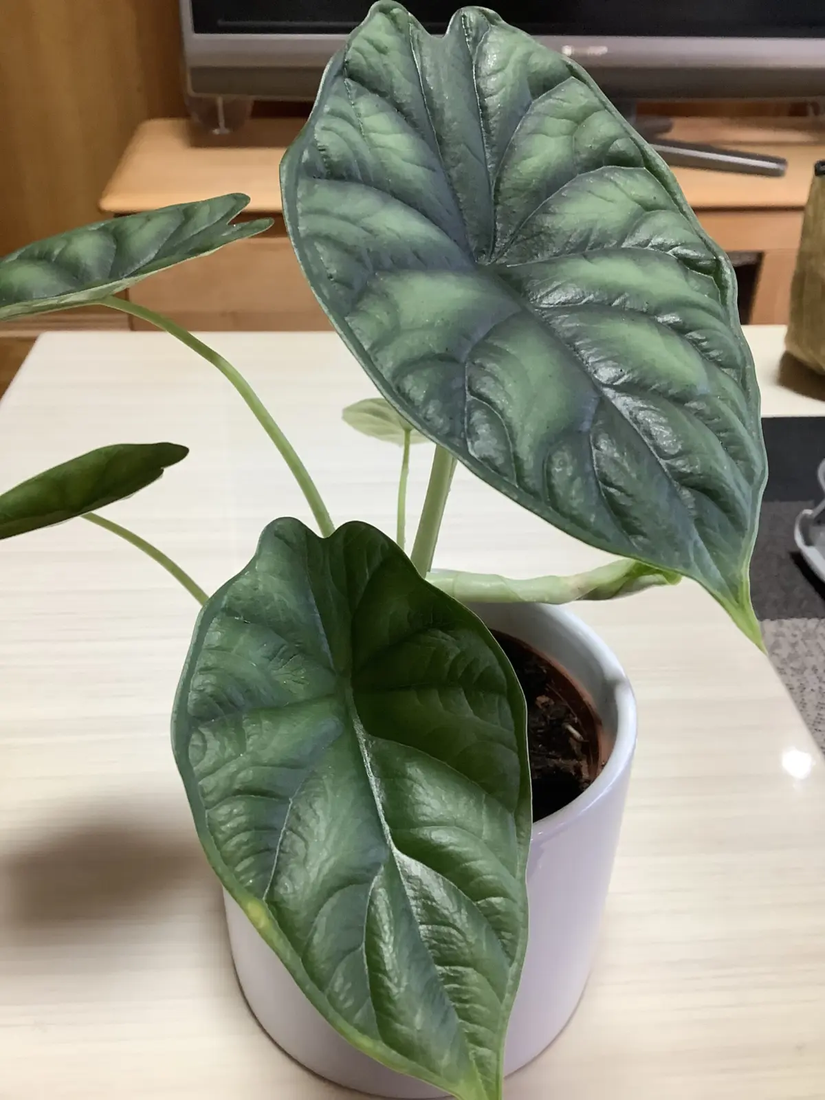 アロカシア　ドラゴンスケール