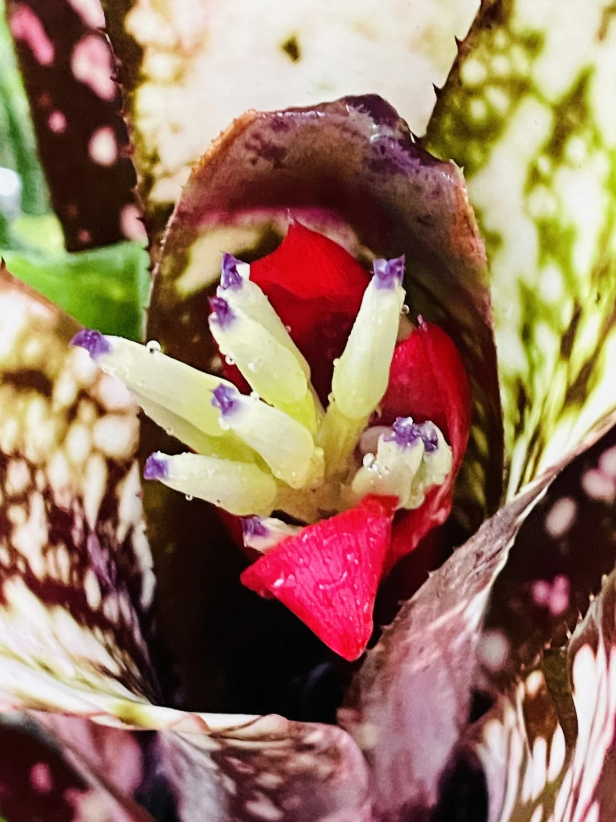 ビルベルギア　ハレルヤ　花