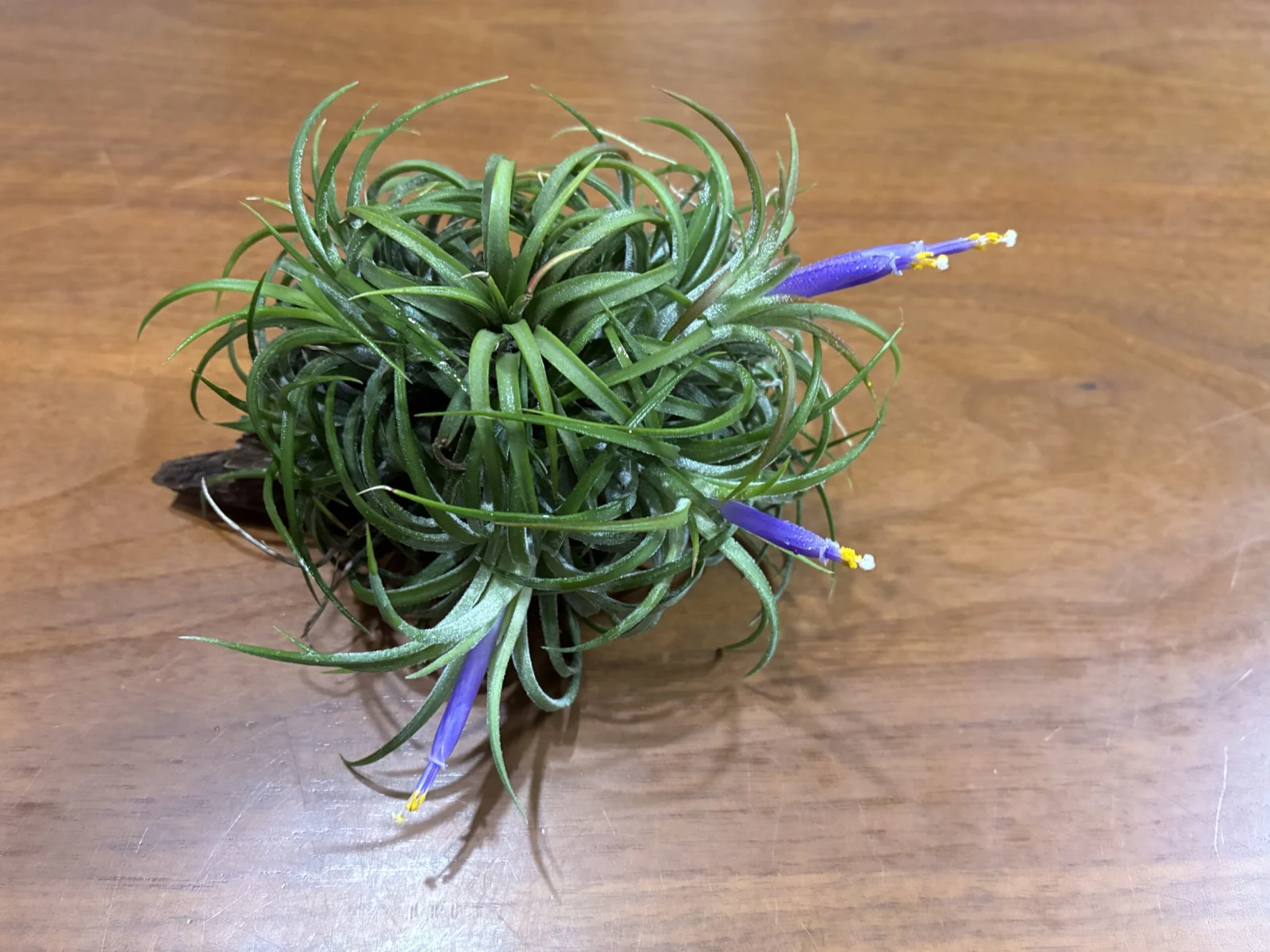 イオナンタ　カーリーリーフ