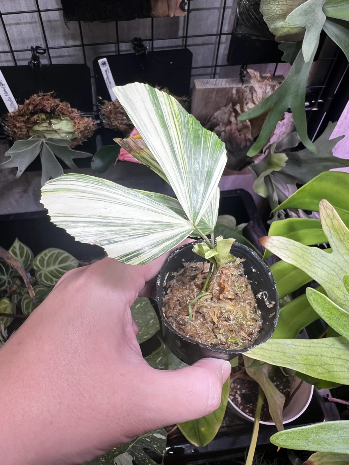 クジャクヤシ　斑入り