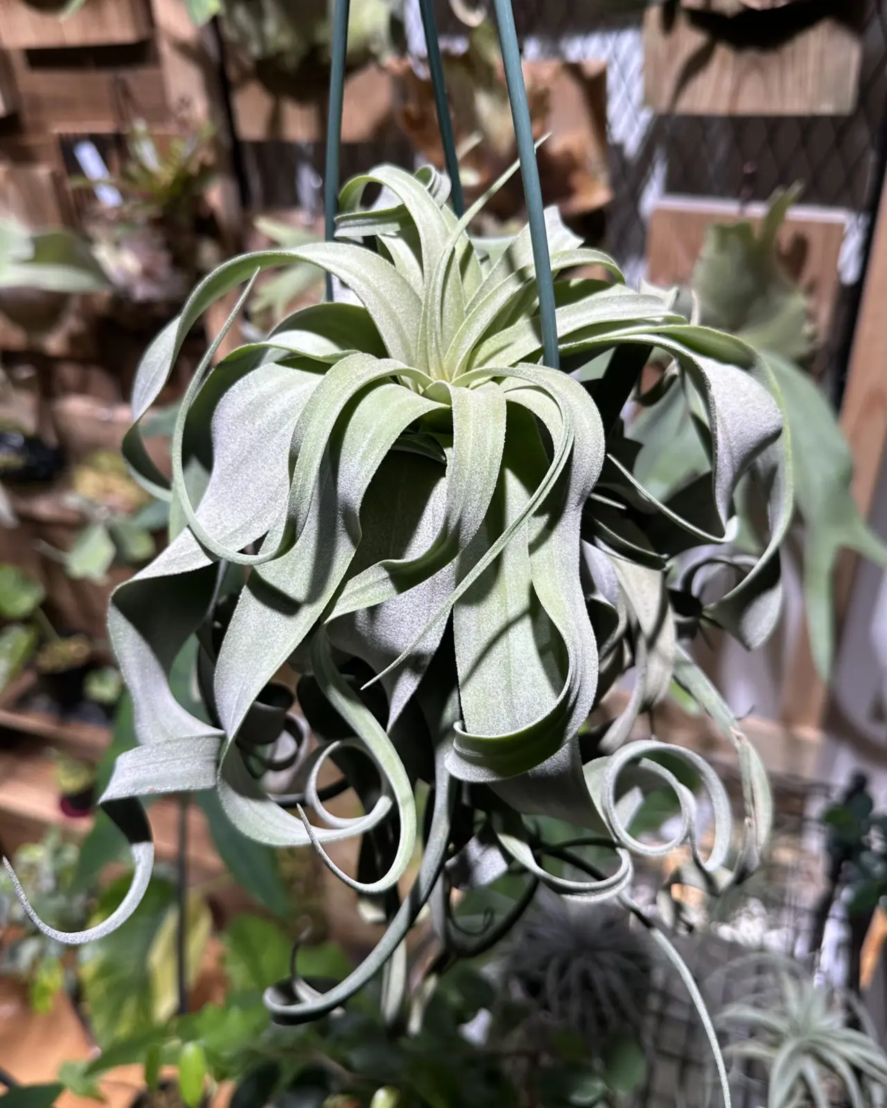 ディランジア ストレプトフィラ