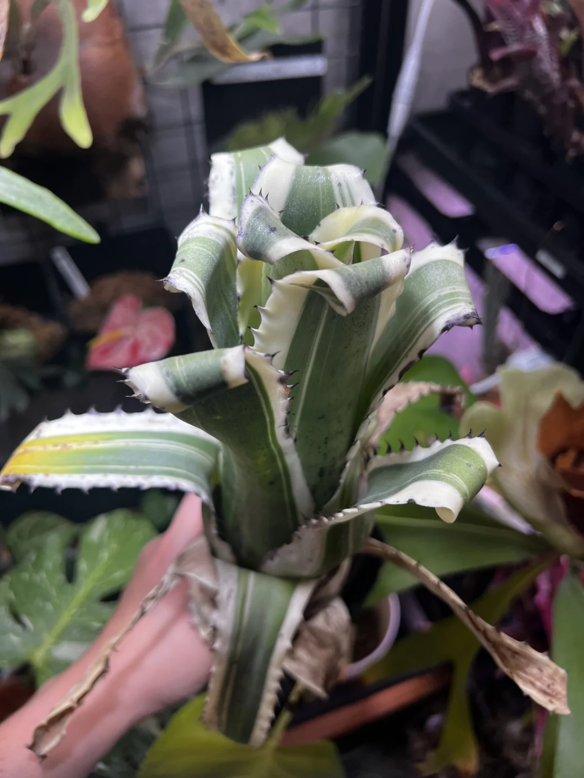 ホヘンベルギア　カーラ