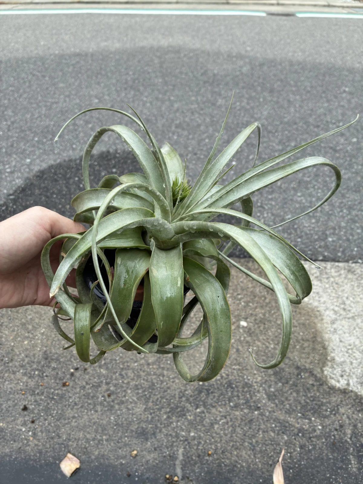 キセログラフィカ