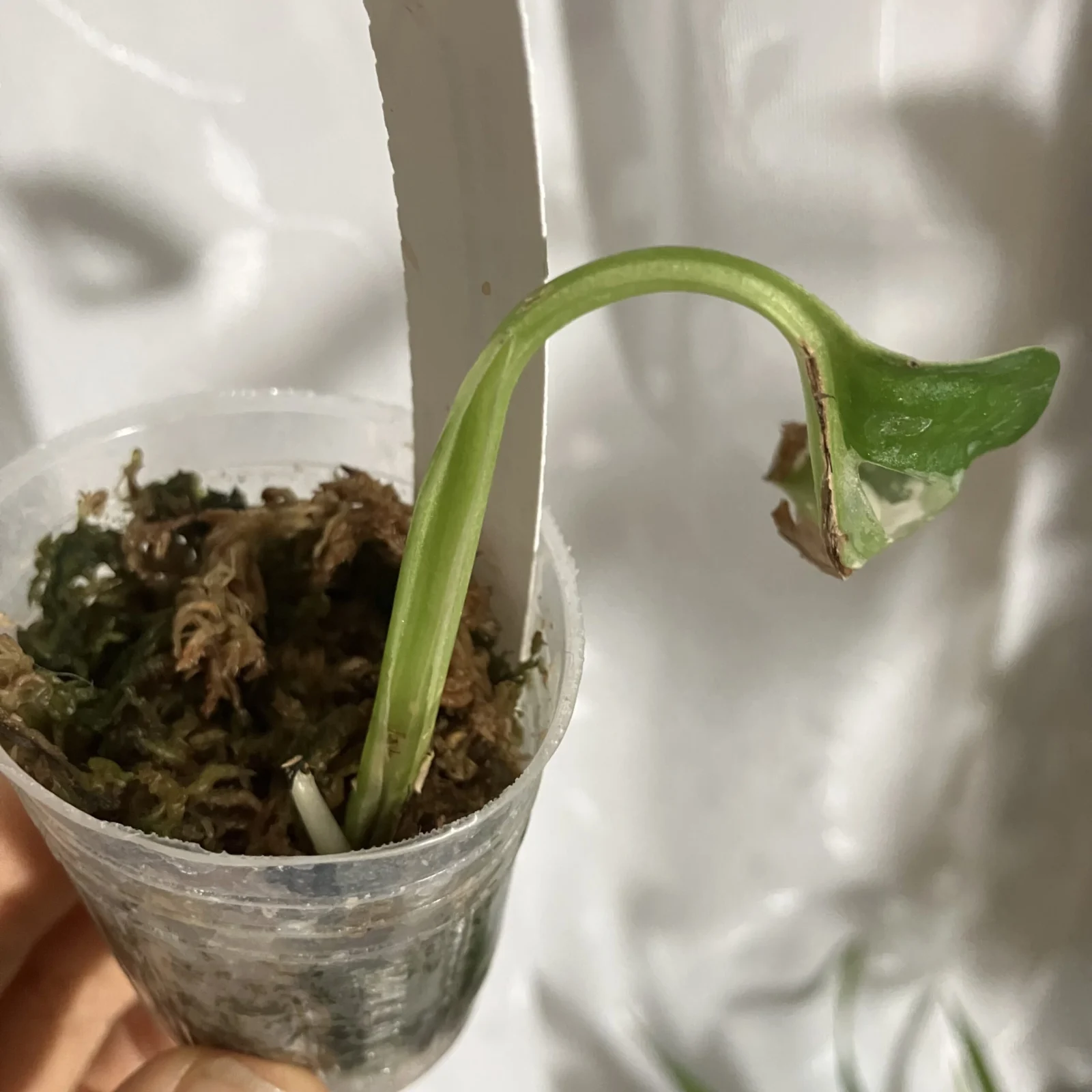 マドカズラ　またオバケ