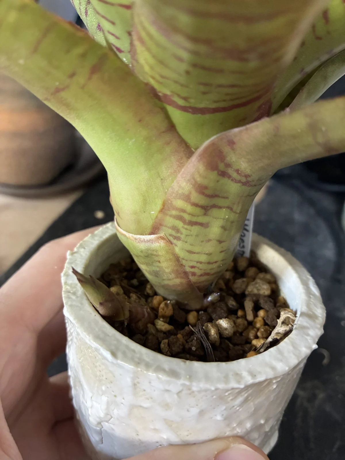 ネオレゲリア マエストラヴィダ