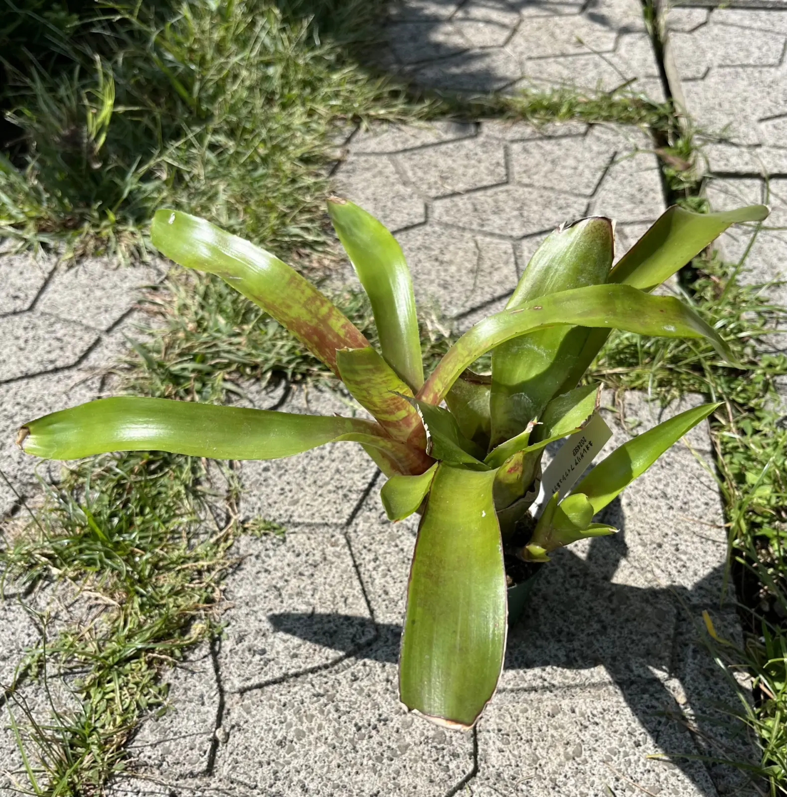 ネオレゲリア　フィッシュネット