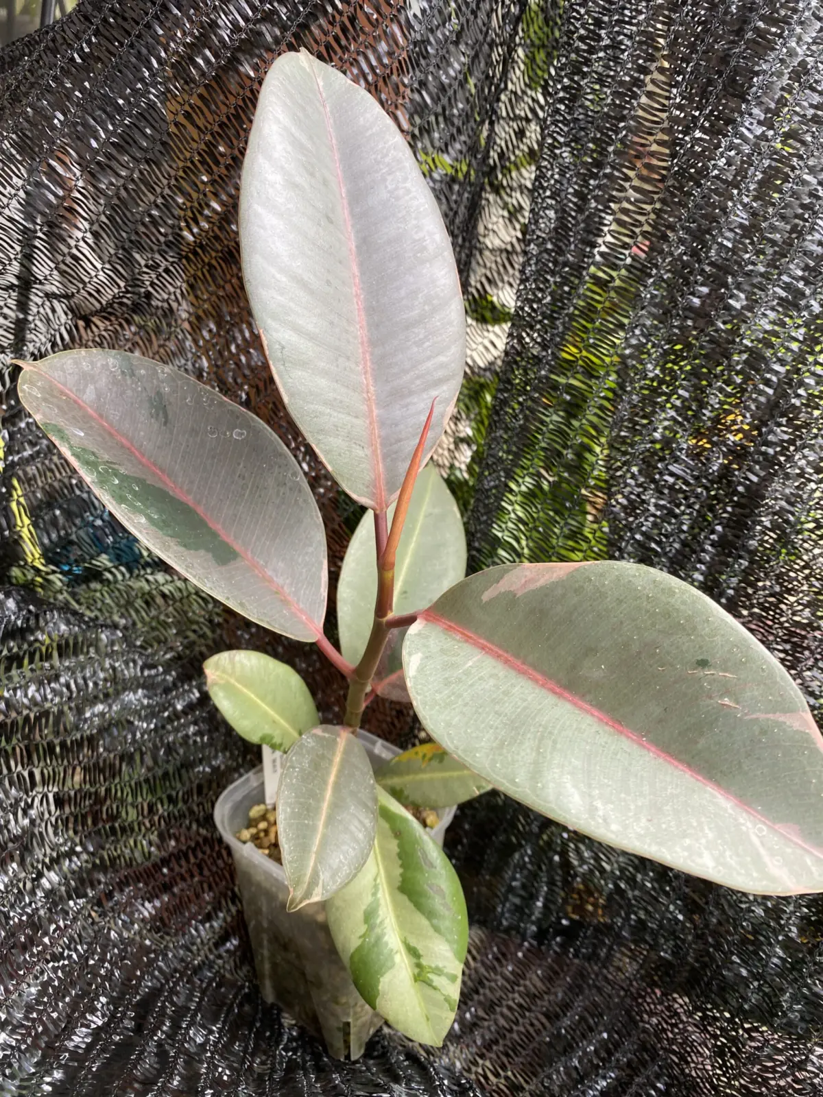 フィカス　ブルールビー