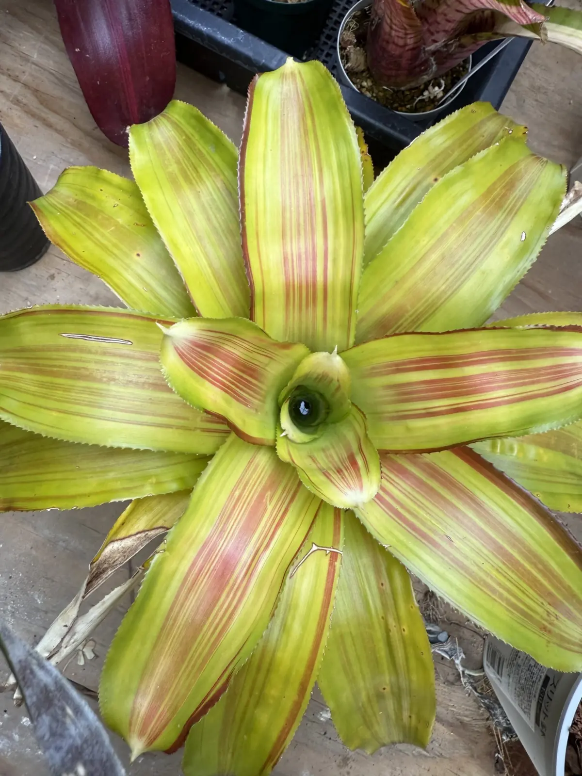 ネオレゲリア キャンベイ カーニバル