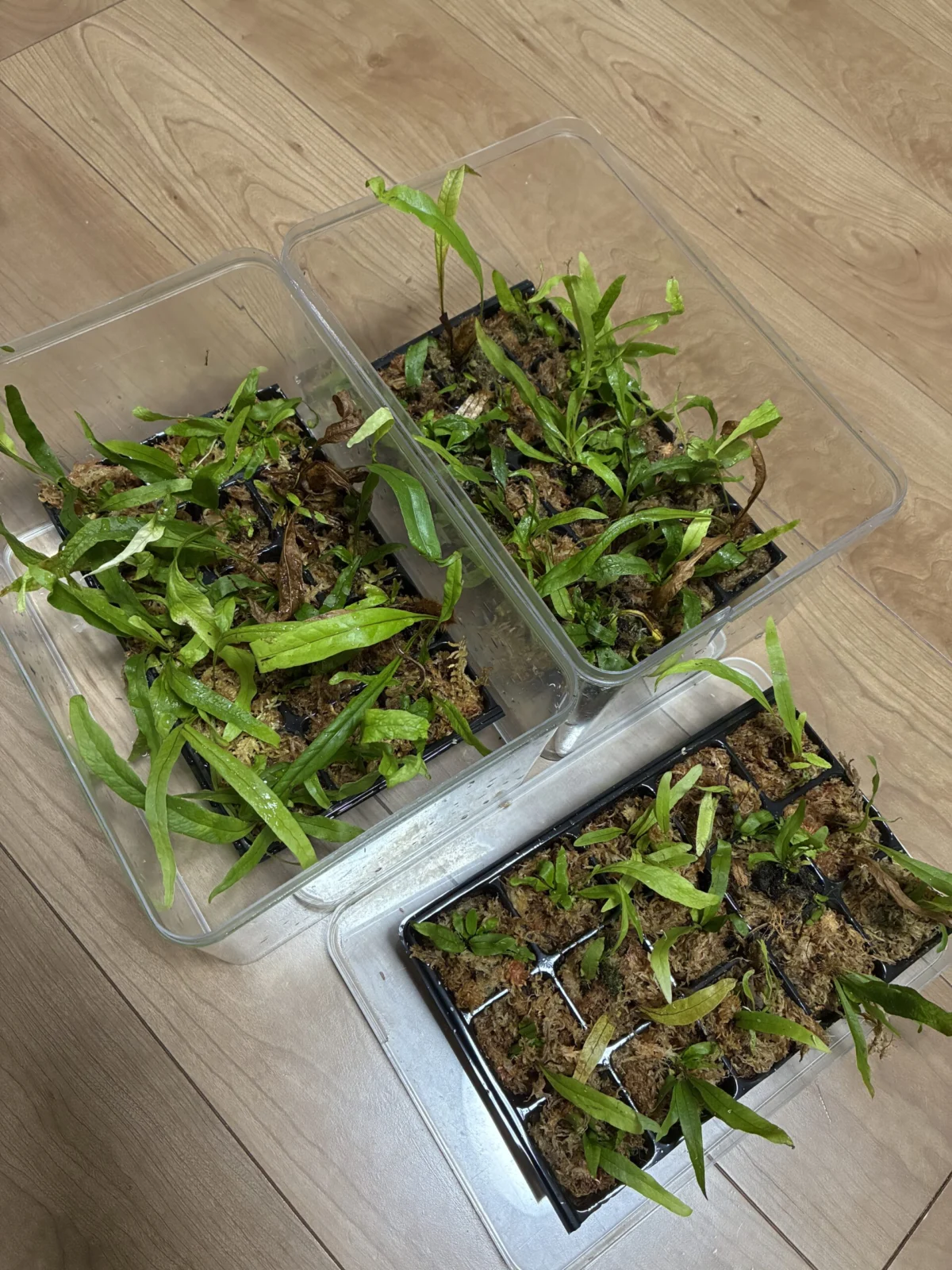 ドリナリア　クエルシフォリア　胞子培養