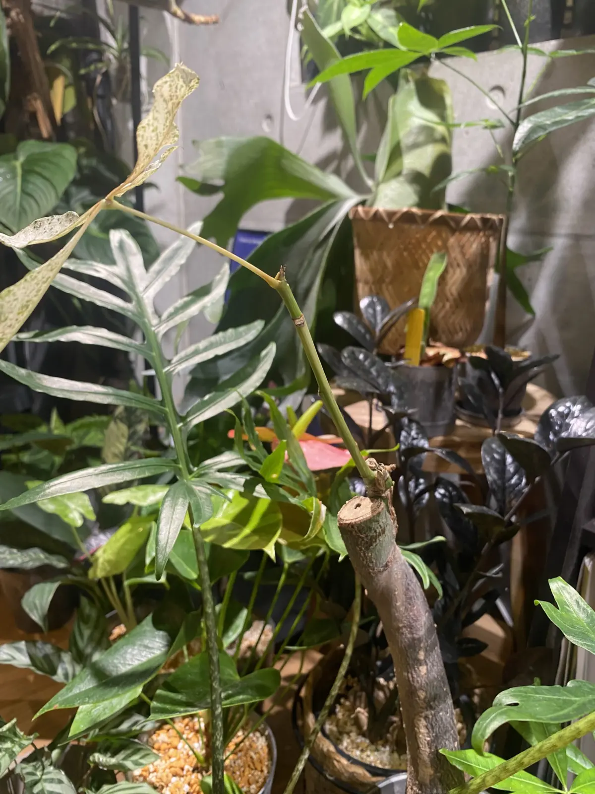 パキラミルキーウェイ