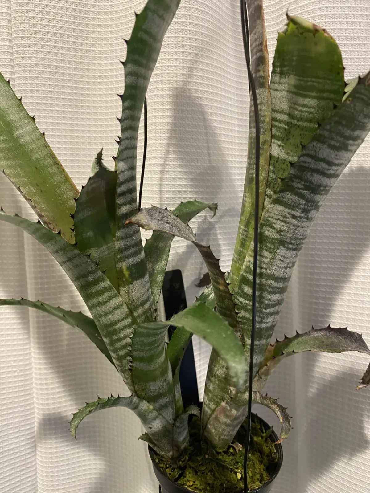 ビルベルギア　パイプライン