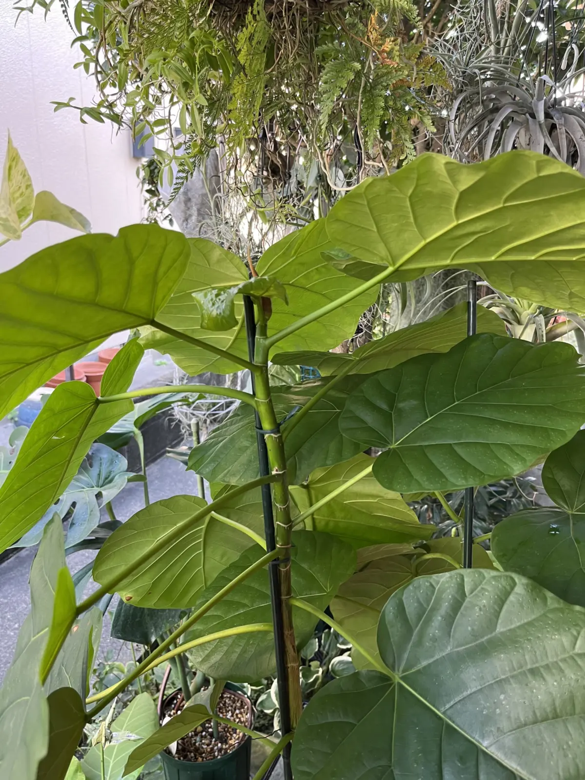 フィカス　ウンベラータ