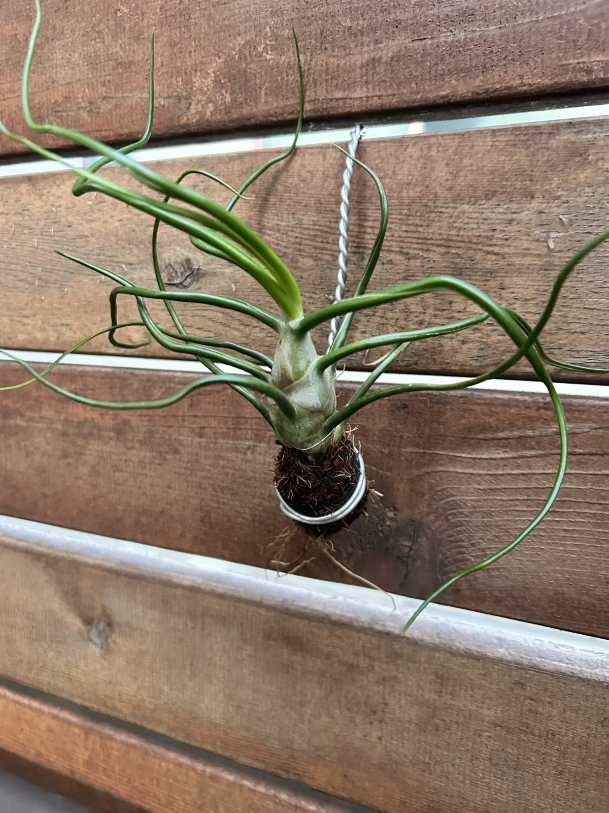 ティランジア　ブルボーサ　オレンジ