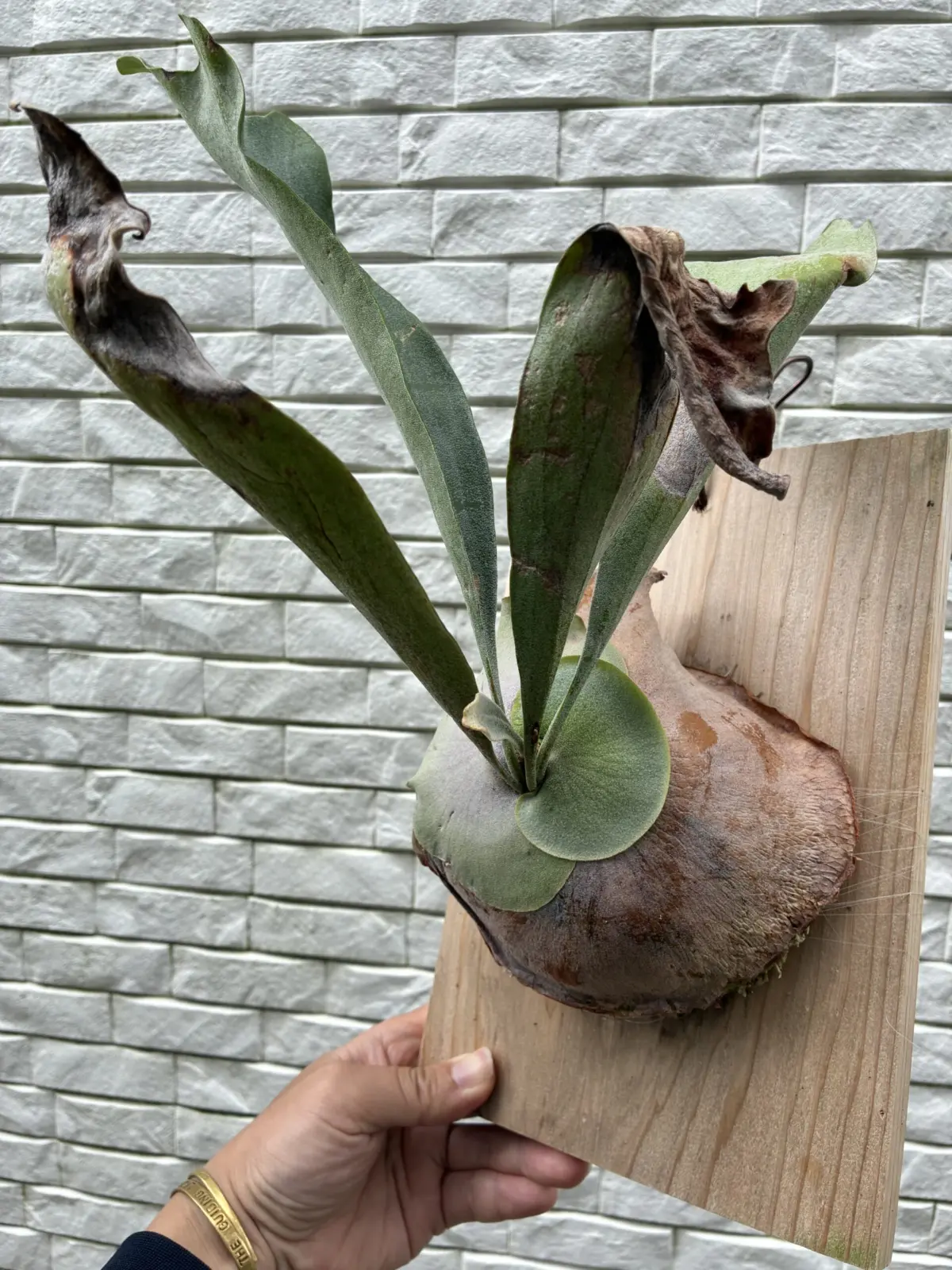 ビカクシダ　ネザーランド