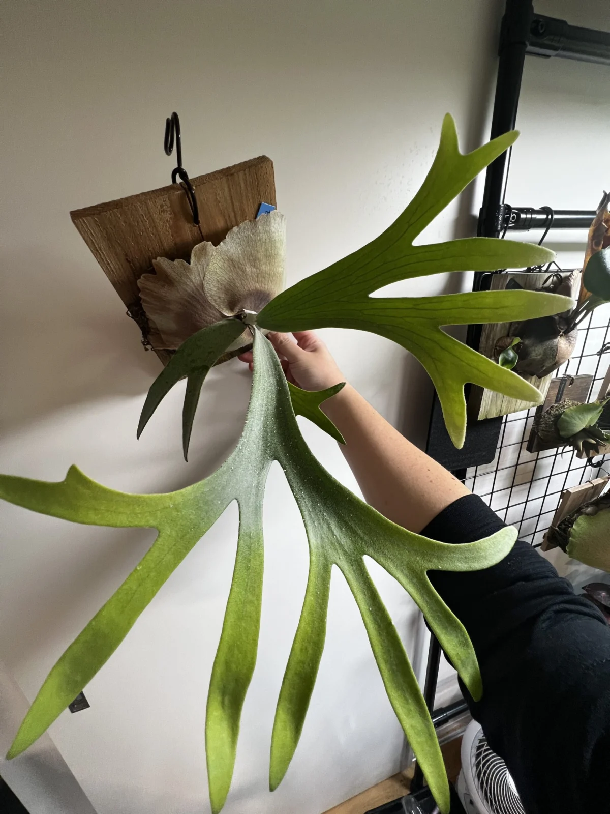 ビカクシダ　E-1