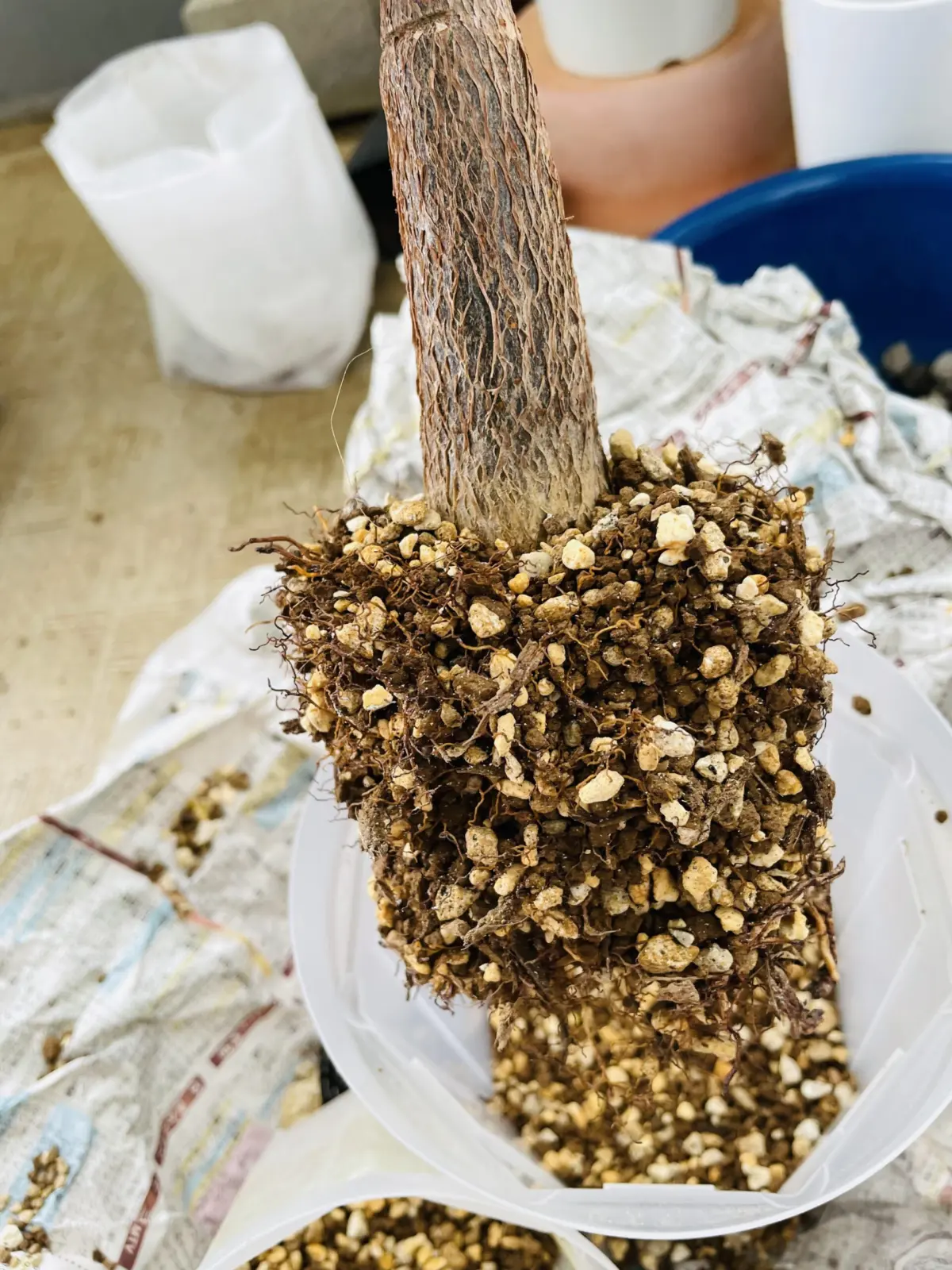 パキラ　実生　斑入り　植え替え　根っこ黒い？