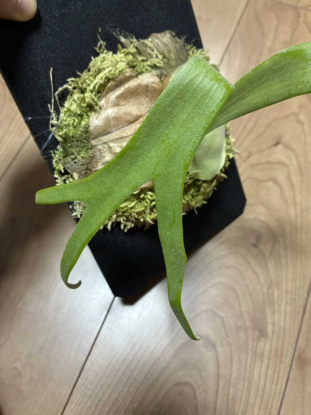 ビカクシダ　ジオン