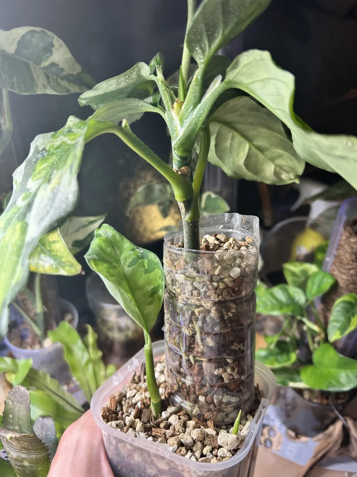 アグラオネマ　ピクタム　トリカラー