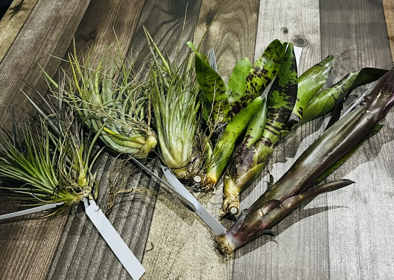 ビルベルギア　ネオレゲリア　ティランジア