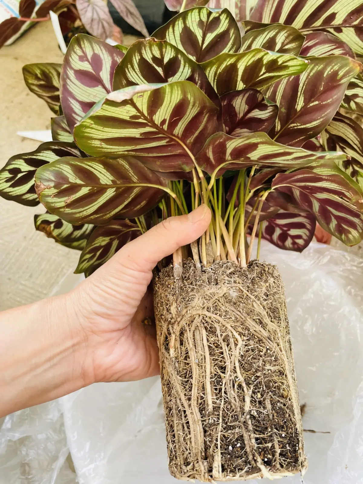 カラテア　マコヤナ