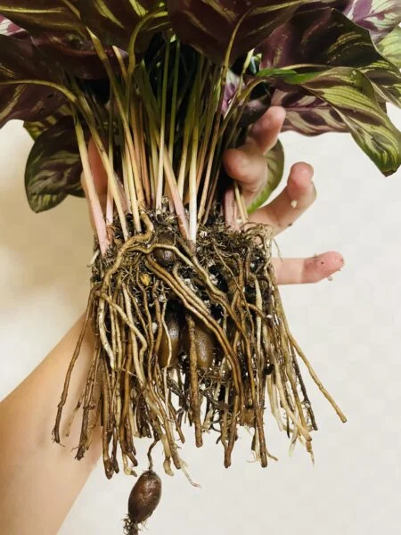カラテア　マコヤナ　植え替え　根っこ