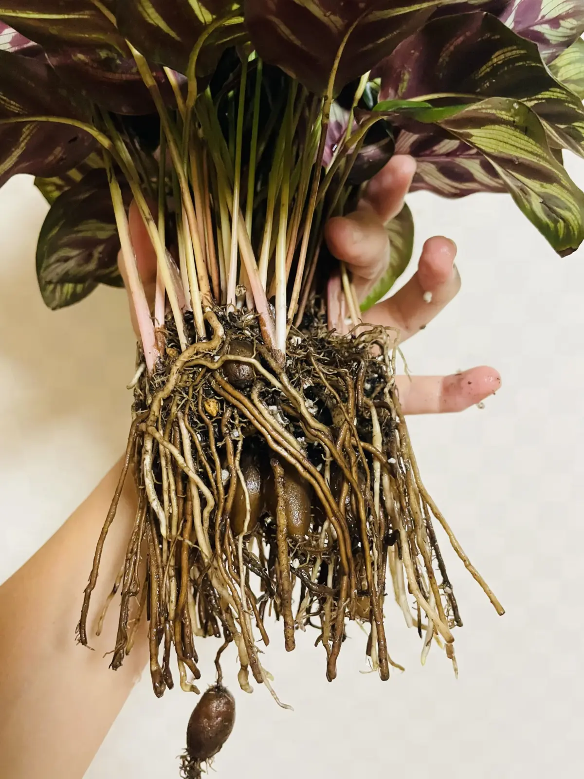 カラテア　マコヤナ　植え替え　根っこ