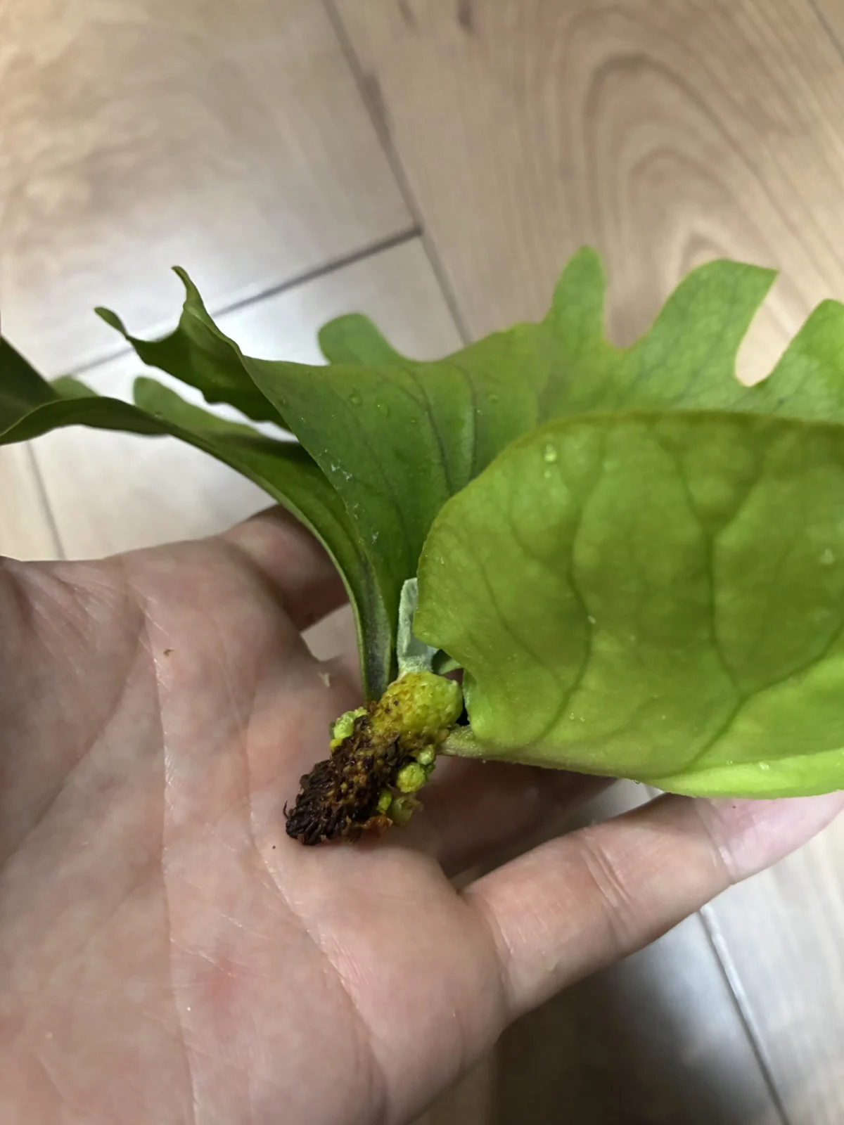 ビカクシダ　リドレイ　脇目