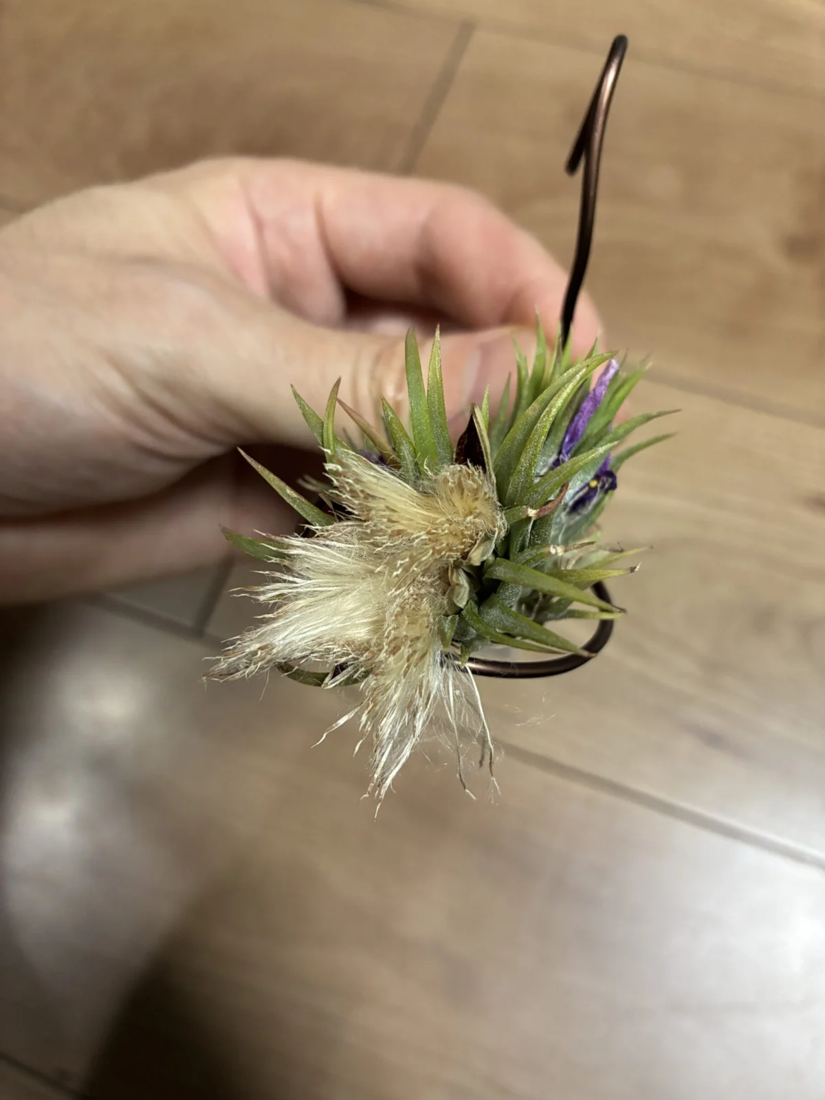 イオナンタ　ピーナッツ