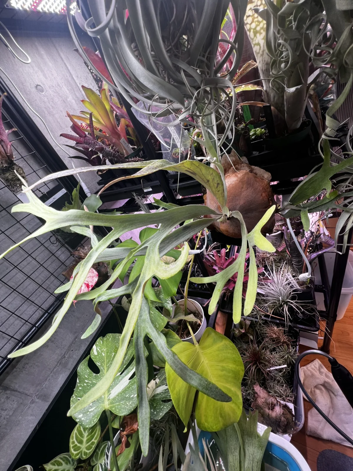 ビカクシダ　MW9