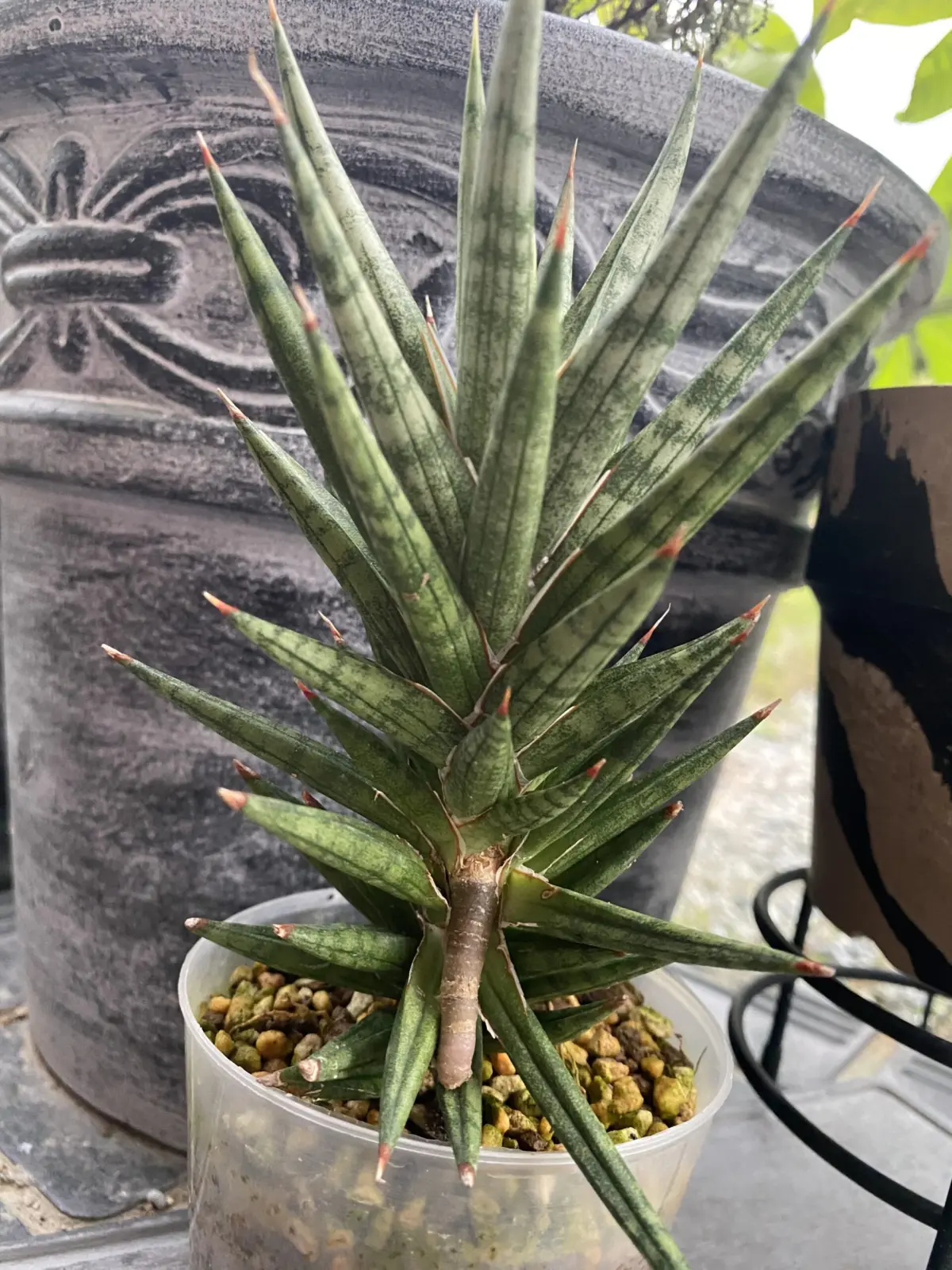 サンセベリア　フランシシー