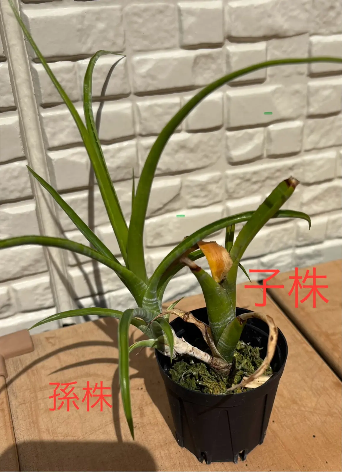 ネオレゲリア　パウシフローラ　白いやつ