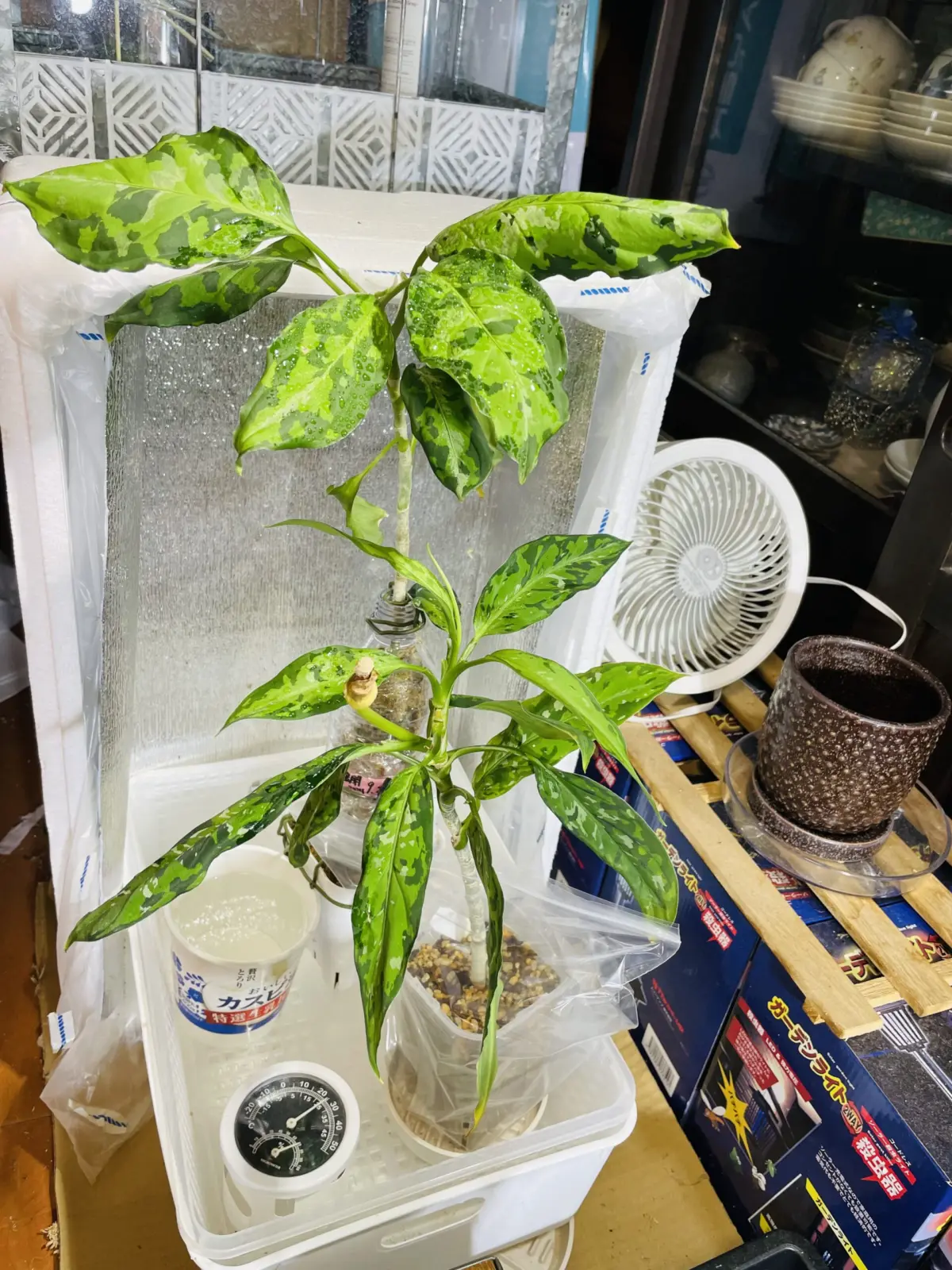 アグラオネマ　ピクタム　トリカラー