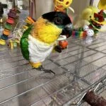 HANAMOGERAのアバター