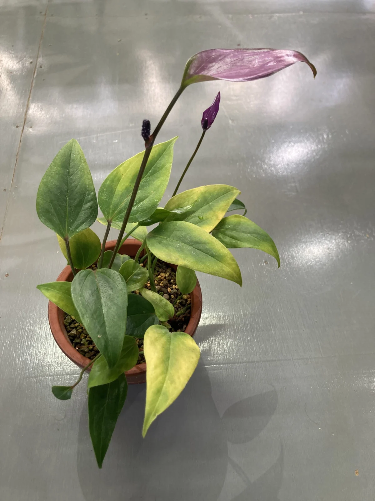 アンスリウム 紫花