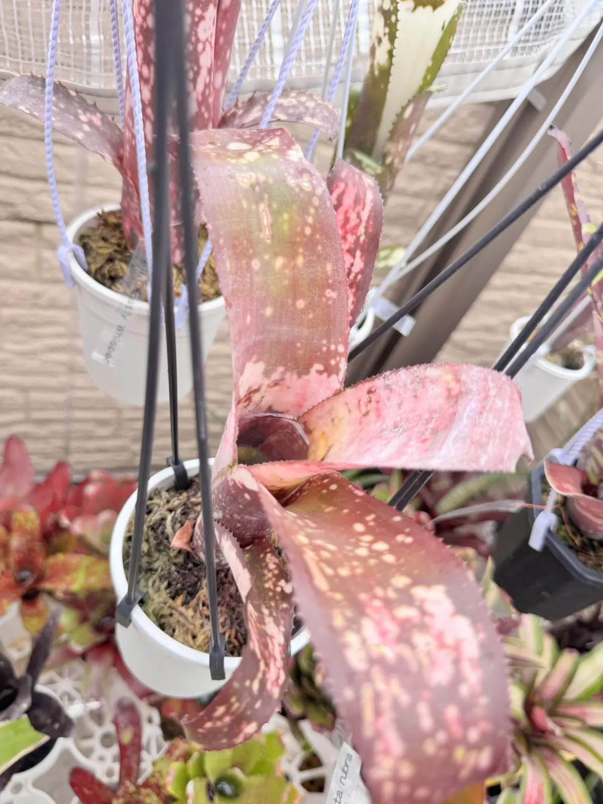 ビルベルギア　ポキートマス