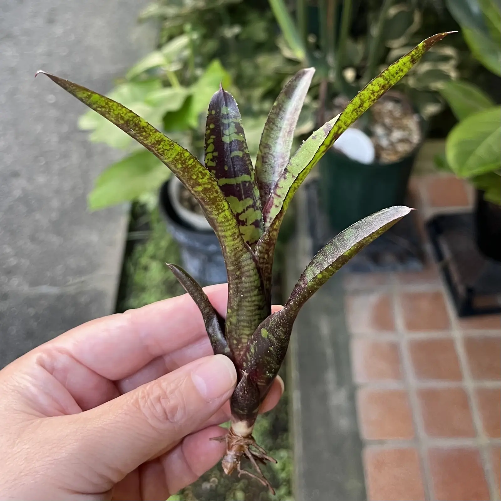 ネオレゲリア　ドゥードゥルバグ