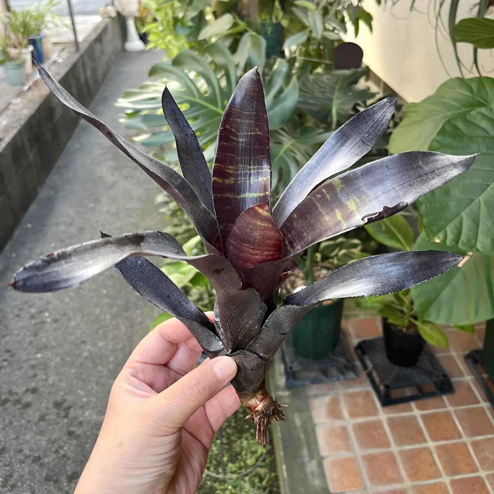 ネオレゲリア　ブラックサテン