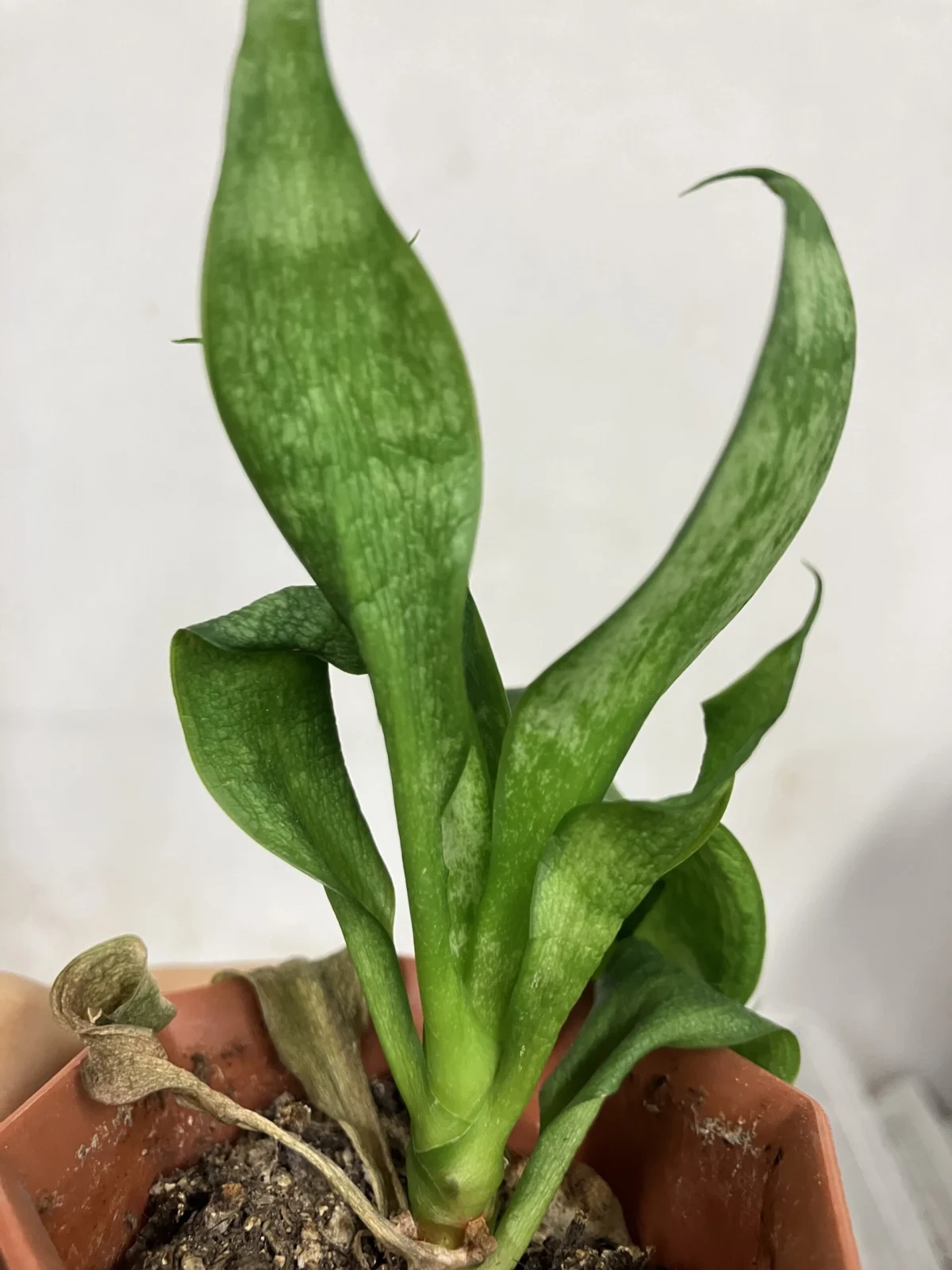 サンスベリア　（たぶん）