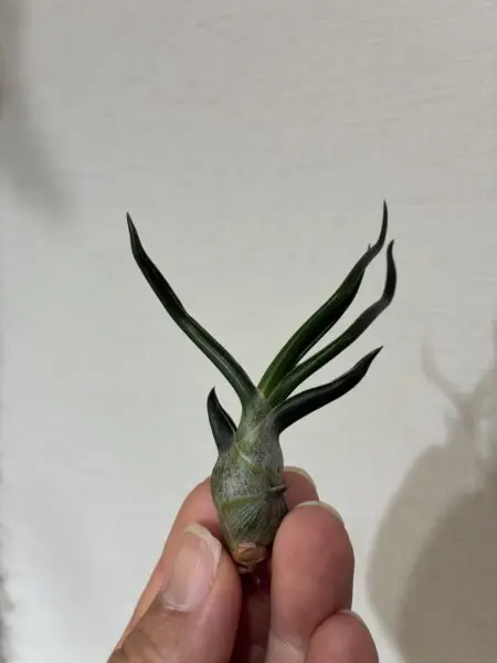 ティランジア　ブルボーサ