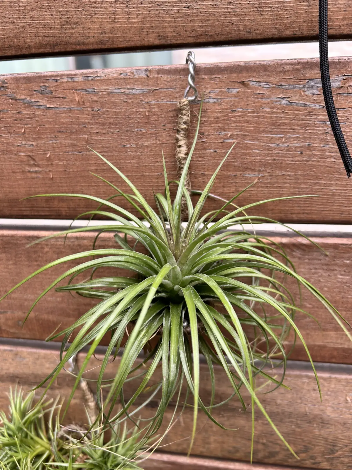 100均　ティランジア　ストリクタ