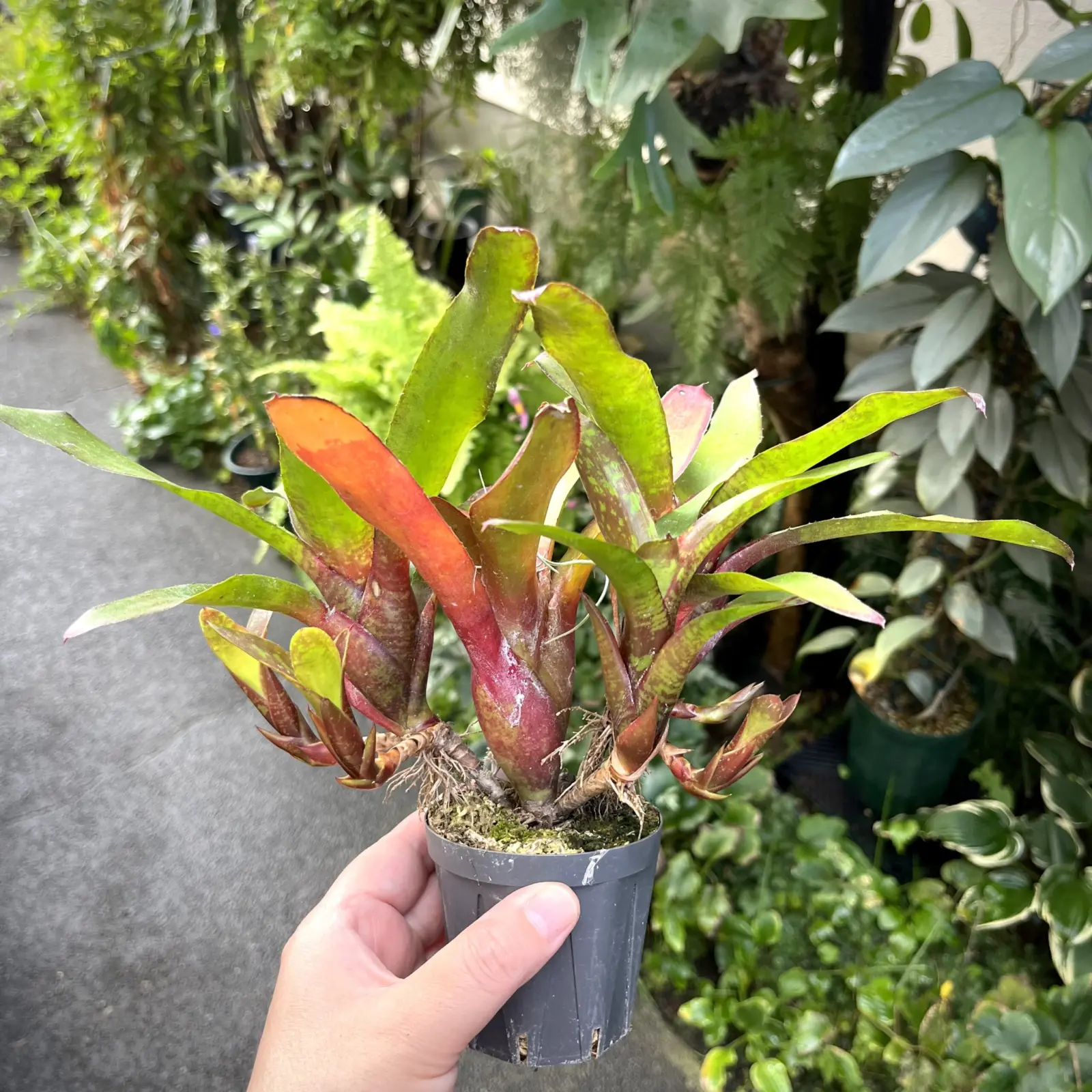 ネオレゲリア　リリープー