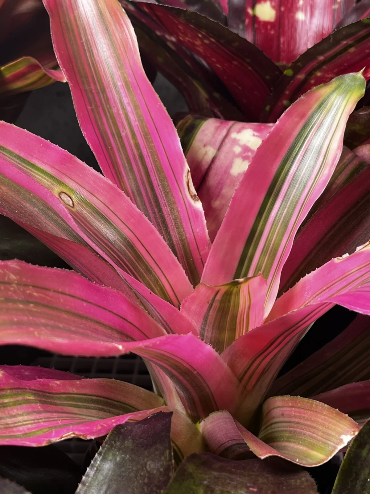 ネオレゲリア　ルイーズ