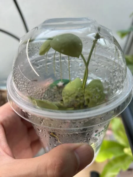 ディスキディア　ナムコック　挿し木　