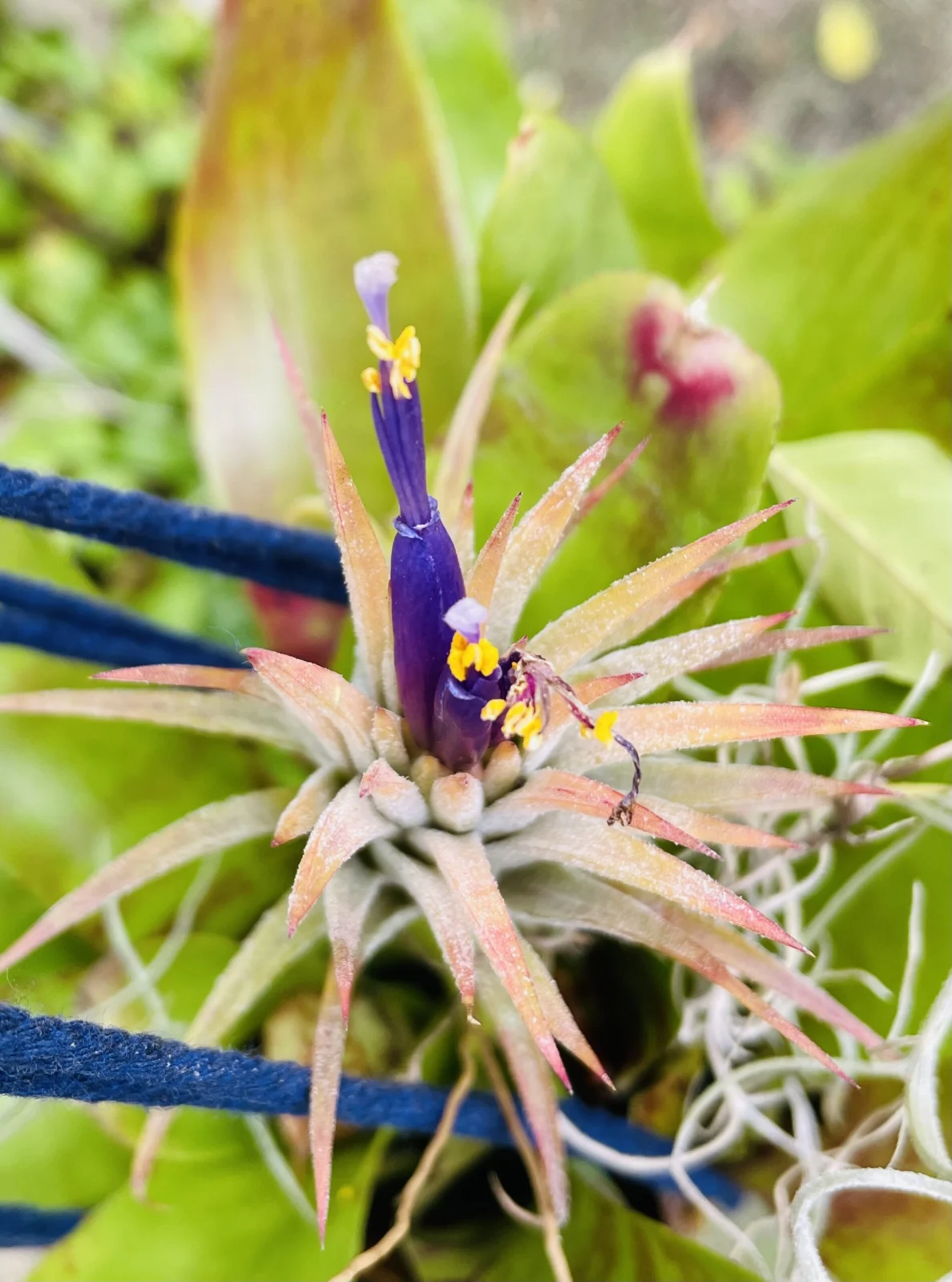 ティランジア　イオナンタ　ソル