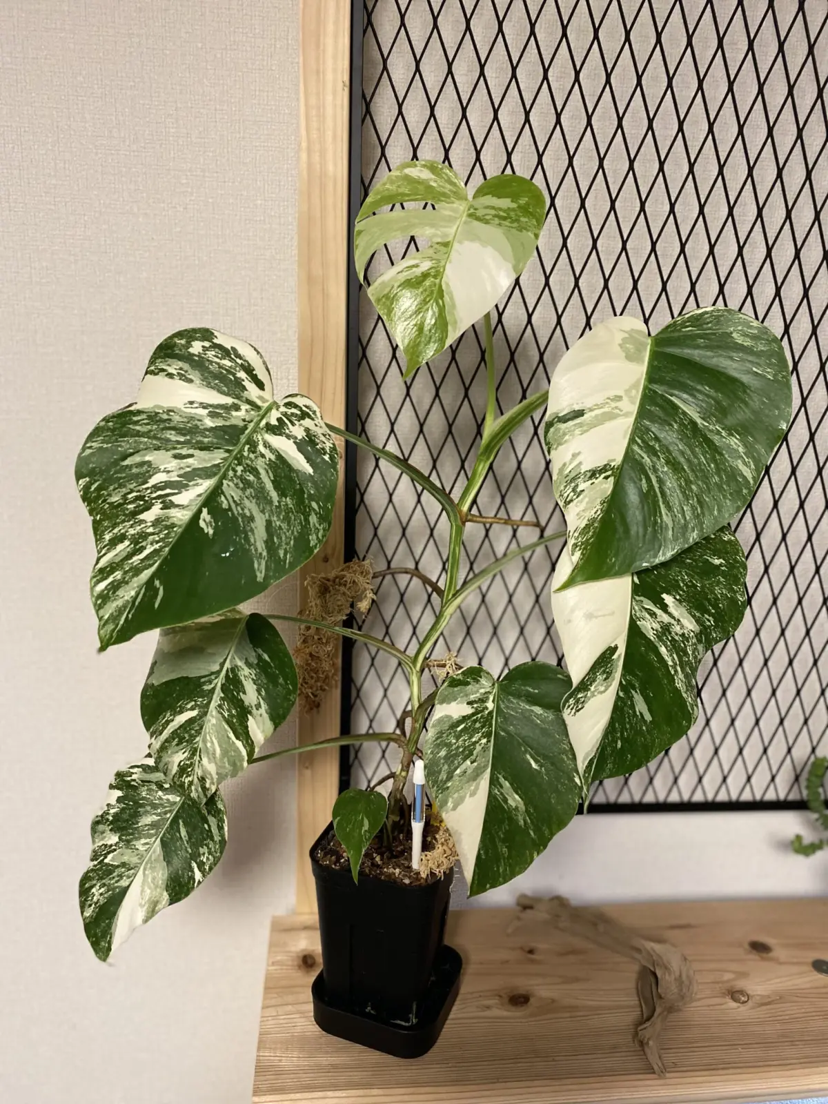 モンステラ・ボルシギアナ・アルボ・バリエガータ