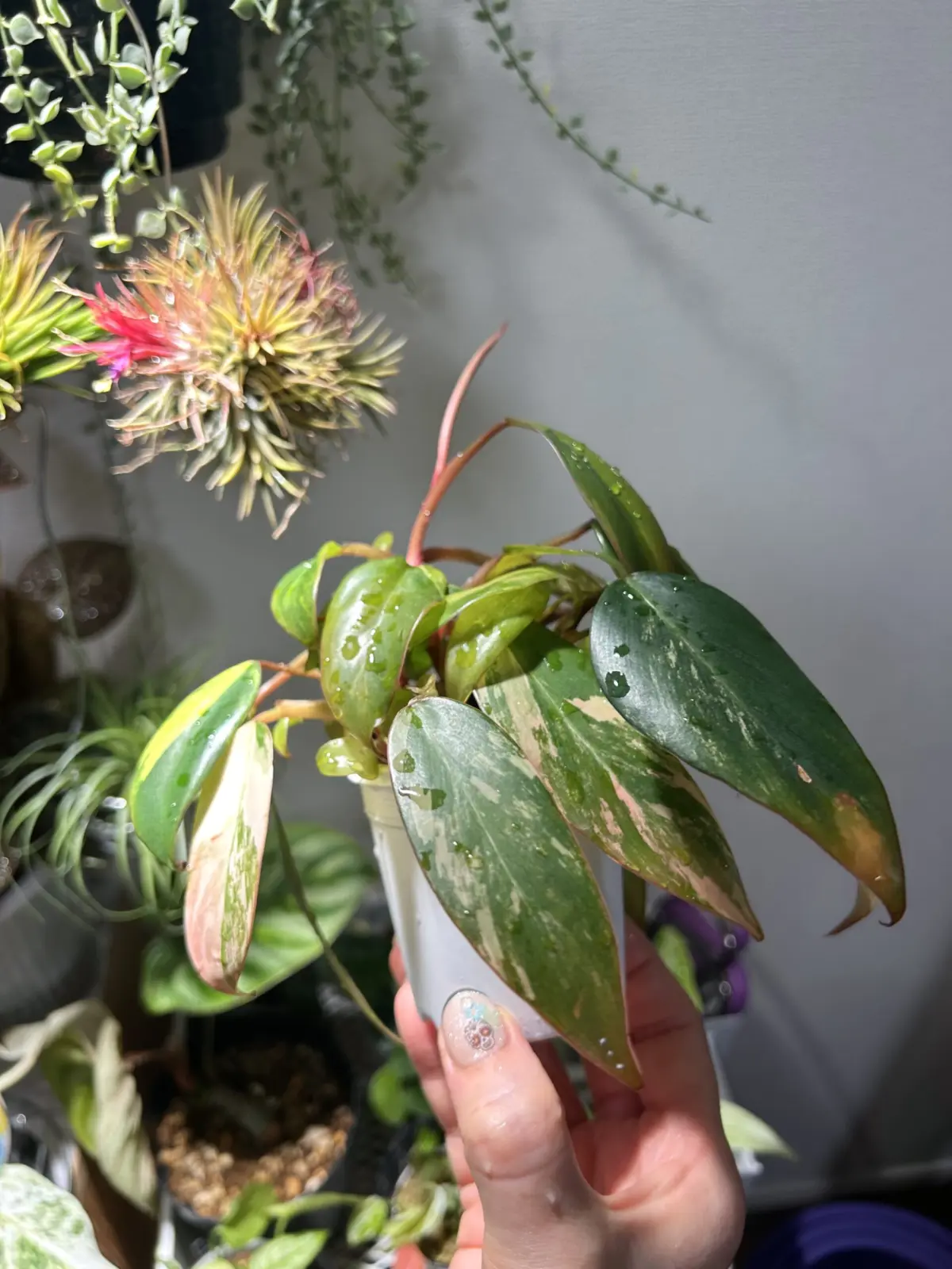 フィロデンドロン ストロベリーシェイク 小葉茂