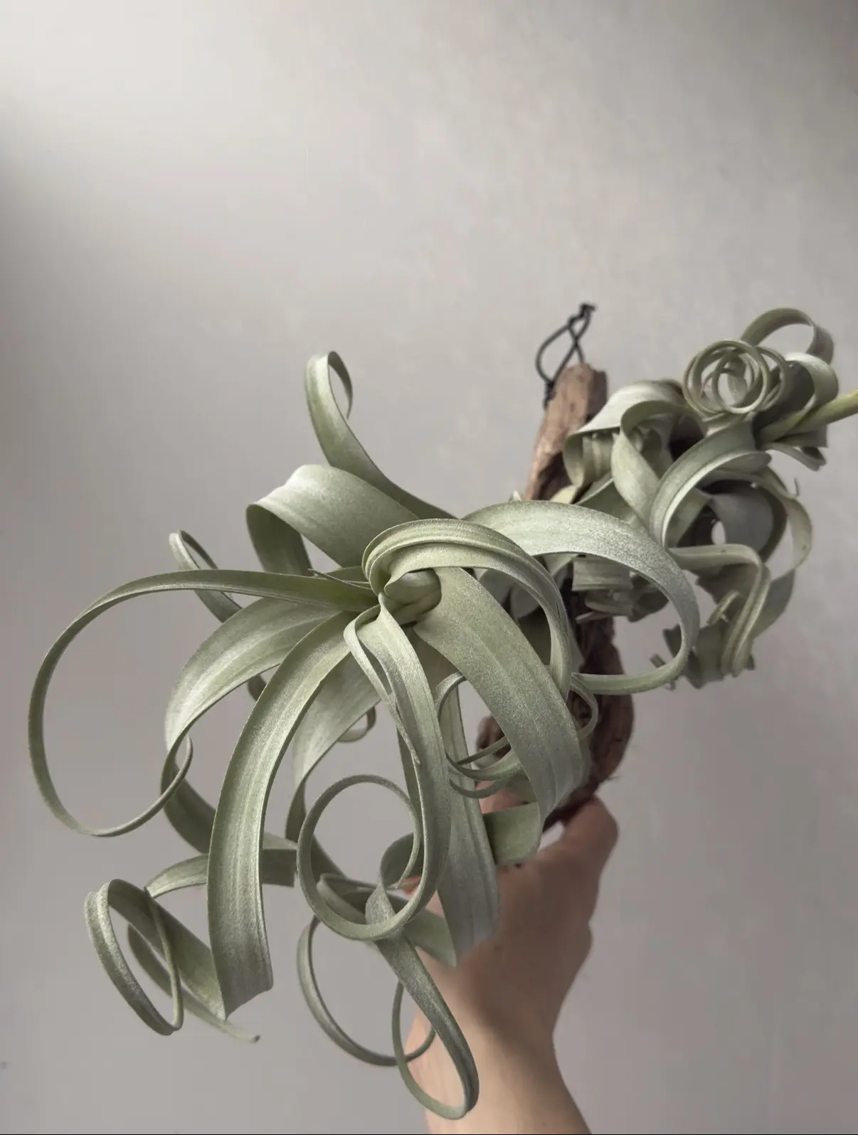 ティランジア カーリースリム