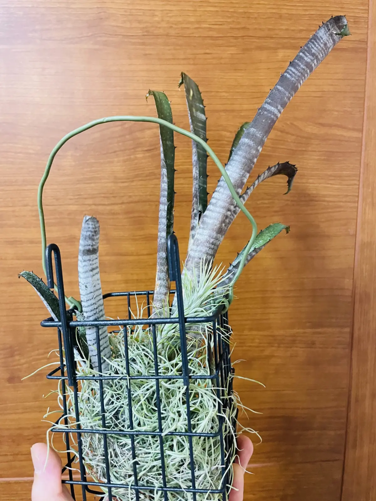 ビルベルギア　パイプライン　ウスネ植え　子株