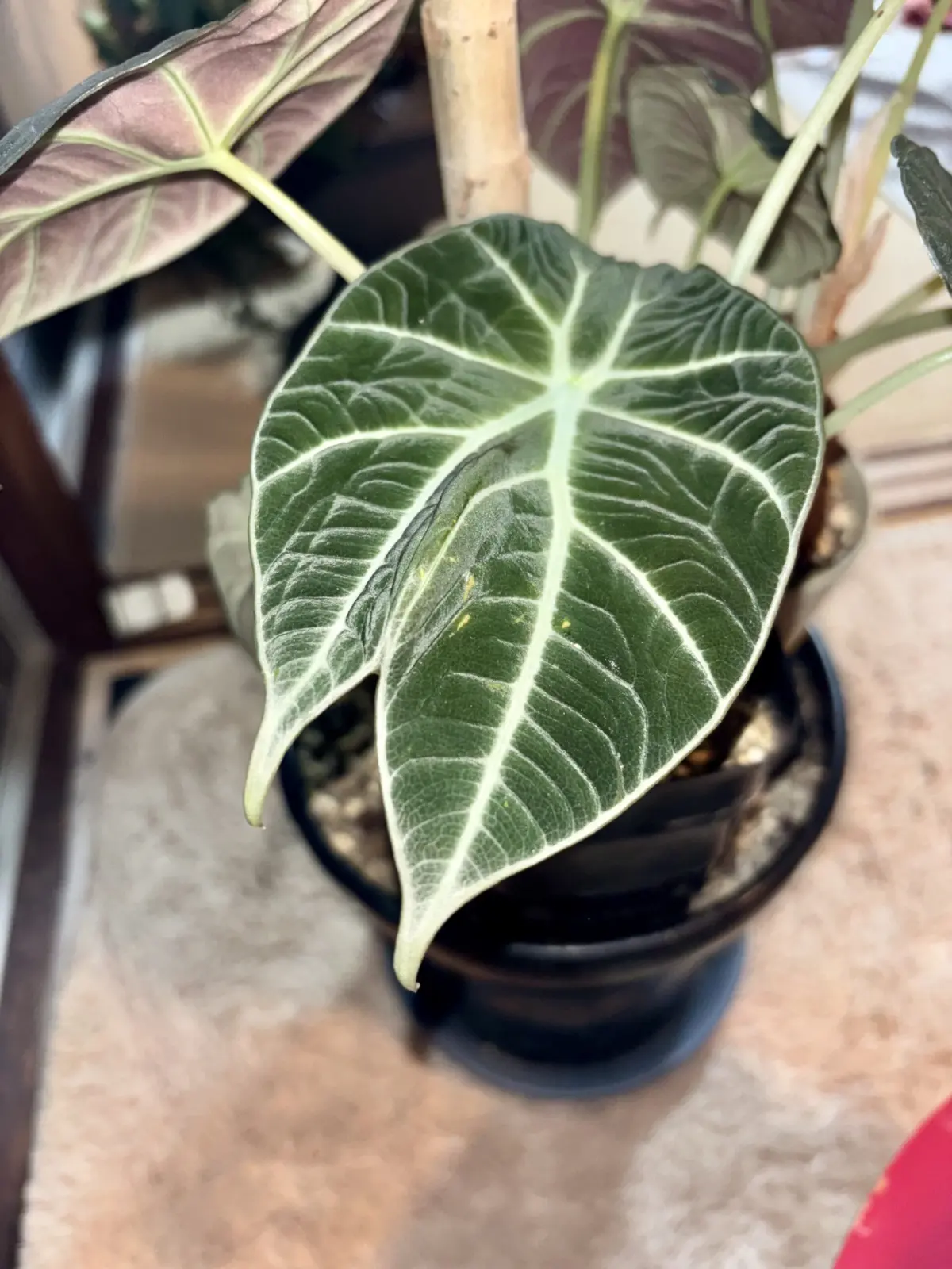 アロカシア/ブラックベルベット